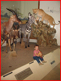 les animaux du Mus&eacute;um de Bourges